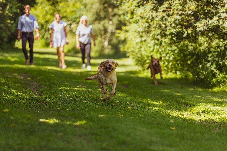 Dog Walk