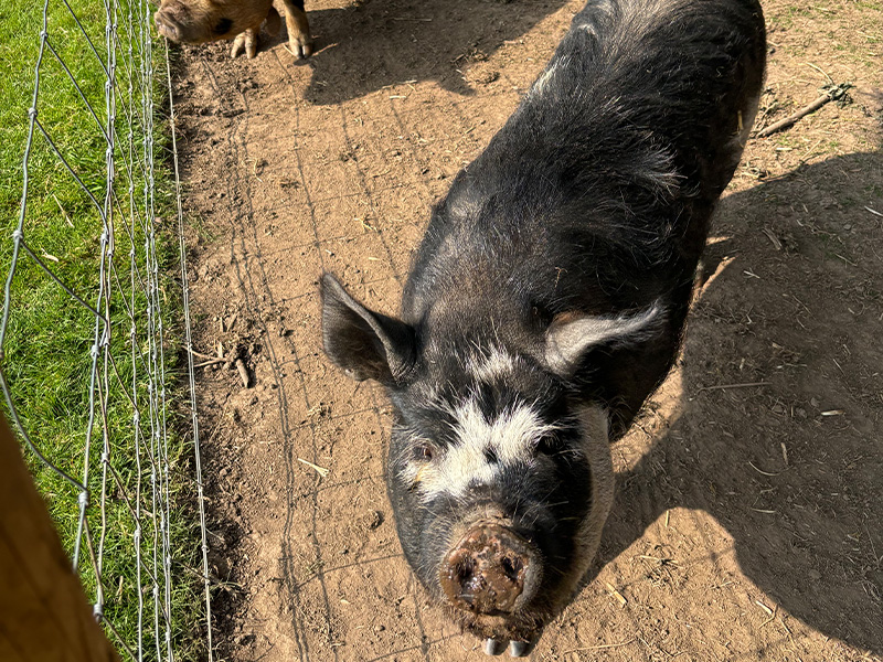 Image of pigs