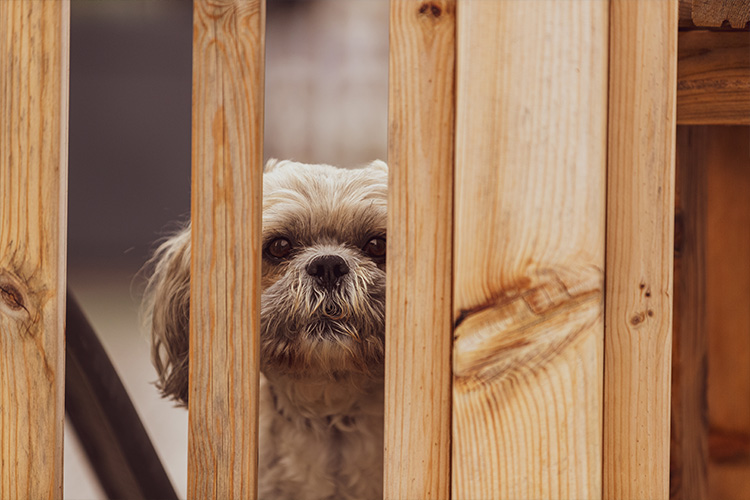 Do you allow dogs?
